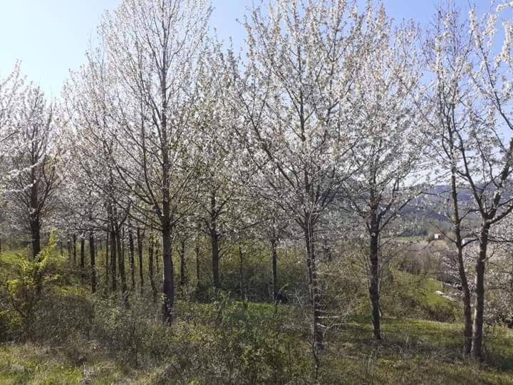 Ai Boschi Apartment Ozzano dell'Emilia Luaran gambar