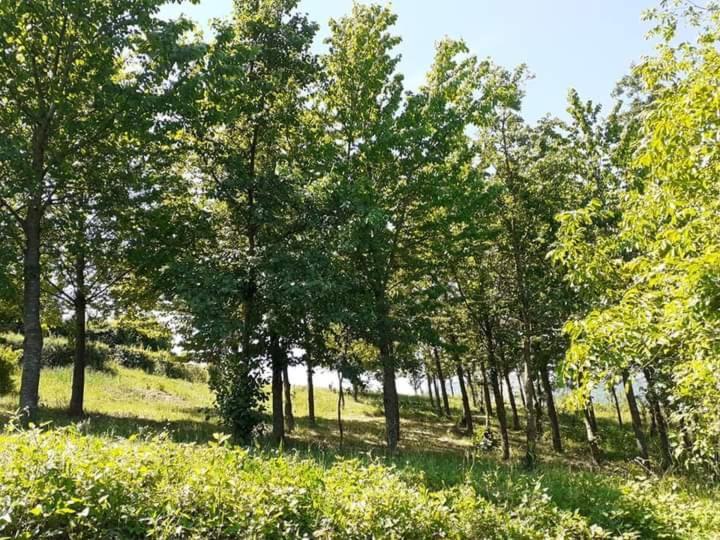 Ai Boschi Apartment Ozzano dell'Emilia Luaran gambar