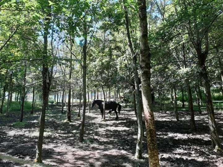 Ai Boschi Apartment Ozzano dell'Emilia Luaran gambar